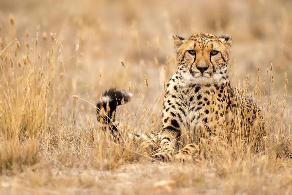 Safari Lodge at Monarto Safari Resort image 8