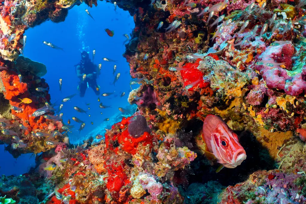 Eri Maldives image 5