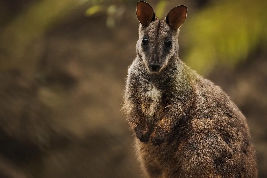 Wildlife Retreat at Taronga image 8