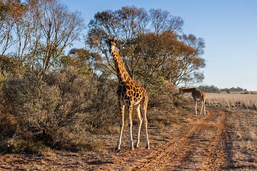 Safari Lodge at Monarto Safari Resort image 13