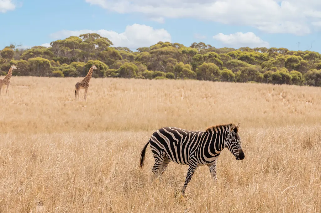 Safari Lodge at Monarto Safari Resort image 6