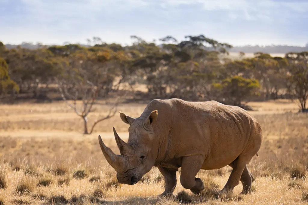Safari Lodge at Monarto Safari Resort image 12