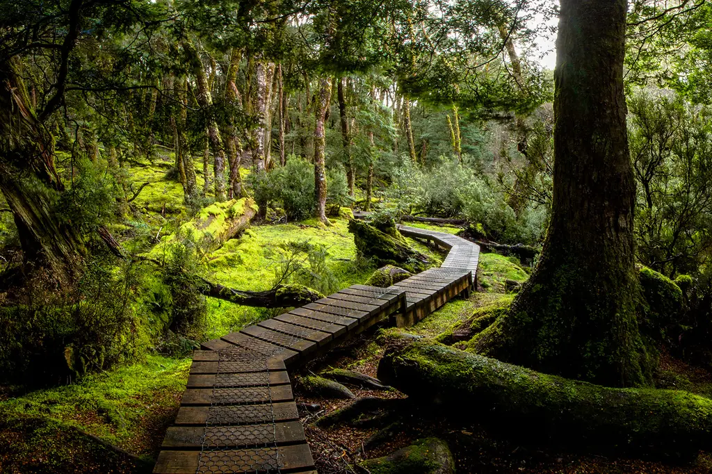 Discovery Resorts – Cradle Mountain image 14